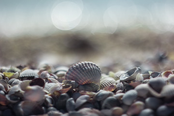 sea urchin on the beach