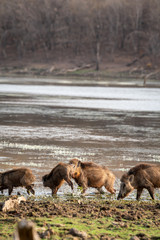 Indian boar or Andamanese or Moupin pig a subspecies of wild boar fighting near lake water at ranthambore national park or tiger reserve rajasthan india - Sus scrofa cristatus