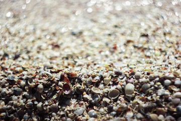 sea shells on the beach sea shells background