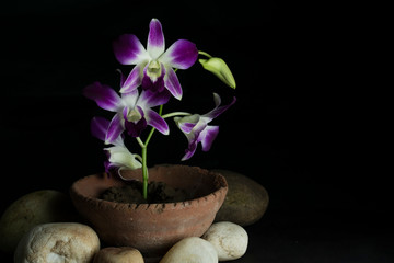 Purple orchids on pot with black background