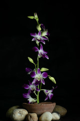 Purple and white orchid flowers with dark background