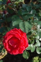 Red Flower of Rose 'Flambee' in Full Bloom
