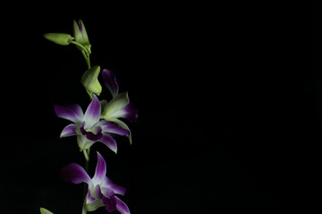 Purple and white orchid with dark background and lot of space in image to write