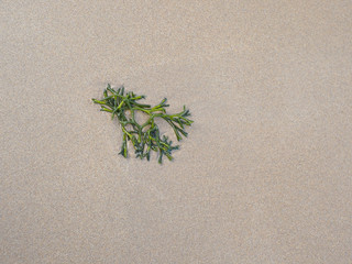  Algae in sand