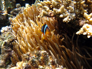 Naklejka na ściany i meble Clown fish, amphiprion (Amphiprioninae). Red sea clown fish.