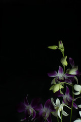Fototapeta na wymiar Purple orchid flowers with dark background