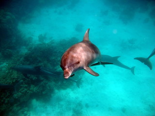 Dolphins are aquatic mammals of the cetacean infraorder, belonging either to the dolphin family.