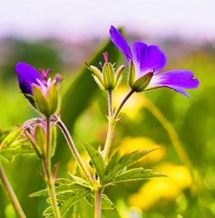purple flowers of a green