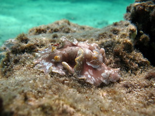 Nudibranch. Molluscs, a type of molluscs. Gastropods, gastropods Nudibranchi - Nudibranchia.