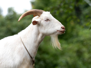ヤギ