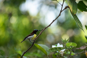 Purple rumped sunbird sitting on branch of tree side view