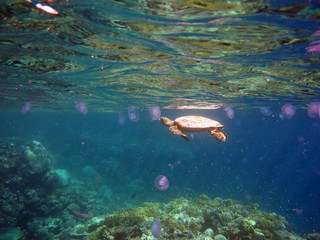 Naklejka na ściany i meble Sea turtles. Great Reef Turtle Bissa.