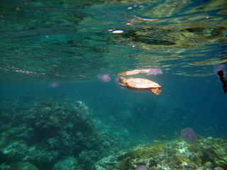 Sea turtles. Great Reef Turtle Bissa.