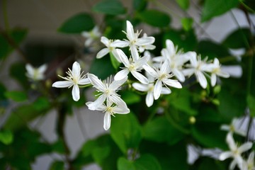 white flowers in the garden