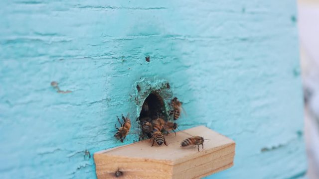 Many bees at the entrance to the hive