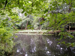 Jungle like forest