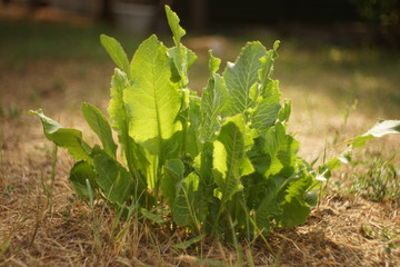 green horseradish leaves grows in the sunny summer garden