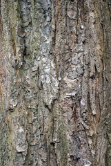 Obraz premium Close Up of Rough Textured Bark on Trunk of Old Tree 
