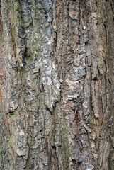 Close Up of Rough Textured Bark on Trunk of  Old Tree 