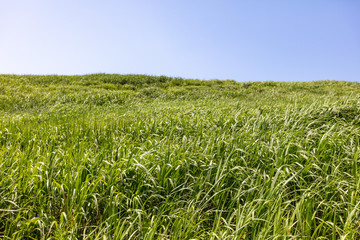 ひたち海浜公園のススキ