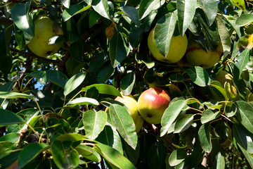delicious and ripe pears on tree branch
