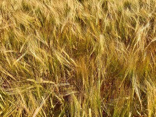 Landwirtschaft / Feld/ Getreidefeld