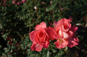 Light Pink Flower of Rose 'Flower Girl (Sea Pearl)' in Full Bloom
