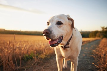 Obraz na płótnie Canvas Dog on footpath at sunset