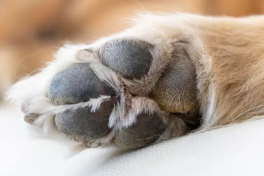 犬の後ろ足肉球アップ Stock Photo Adobe Stock 犬の後ろ足肉球アップ Stock Photo Adobe Stock