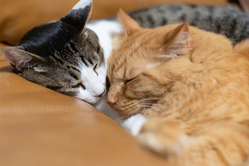 仲良く眠るネコ　　キジトラ猫と茶トラ猫