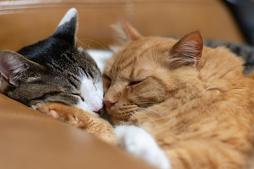 仲良く眠るネコ　　キジトラ猫と茶トラ猫
