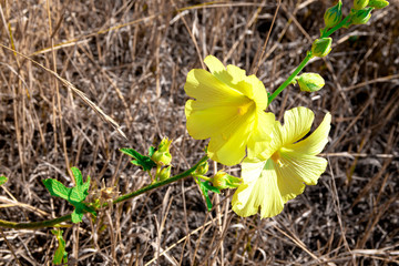 Beautiful yellow coltsfoot flowers growing between dry grass