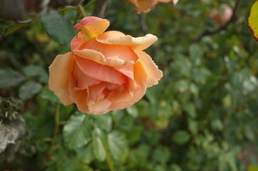 Apricot Flower of Rose 'Fragrant Apricot' in Full Bloom
