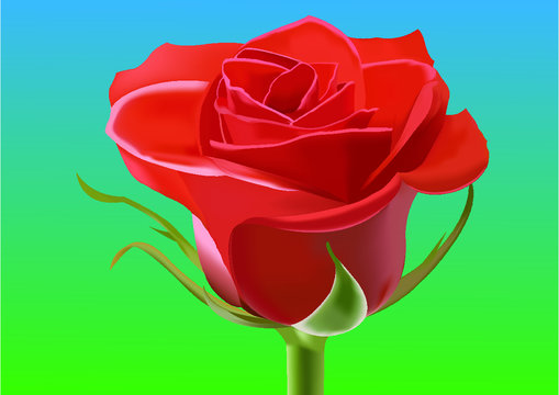 Rose Vector