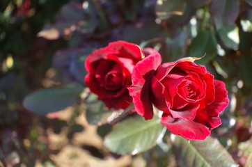 Red Flower of Rose 'Frankly Scarlet' in Full Bloom
