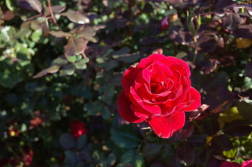 Red Flower of Rose 'Frankly Scarlet' in Full Bloom
