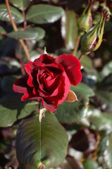 Red Flower of Rose 'Frankly Scarlet' in Full Bloom
