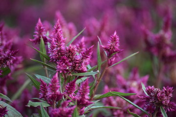 pink feather Cockscomb