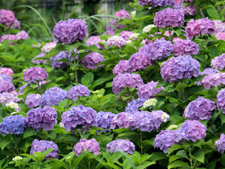 雨あがりのアジサイ