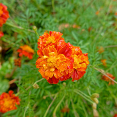 vibrant orange marigold flowers closeup in the garden