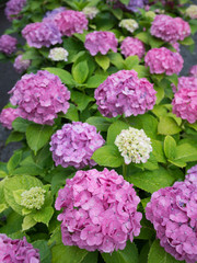 雨あがりのアジサイ