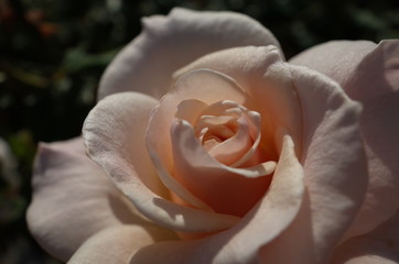 Light Cream Flower of Rose 'French Lace' in Full Bloom
