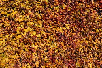 Detail of beech hedge in autumn