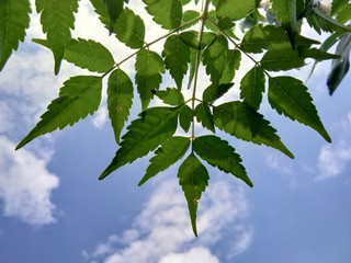 green leaves against blue sky