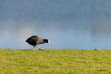 Poule d'eau longeant les bords d'un étang