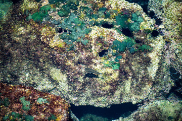 Naklejka na ściany i meble 鹿児島の海の堤防から見下ろす海中のサンゴや魚などの眺めが面白い