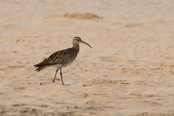 Sandpiper (Calidris ferruginea) on a sandy beach.