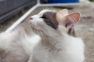 Multicolored cute cat in the home