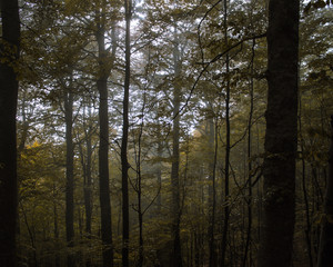 Obraz premium trees in the forest