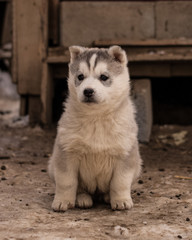 Obraz premium white puppy dog